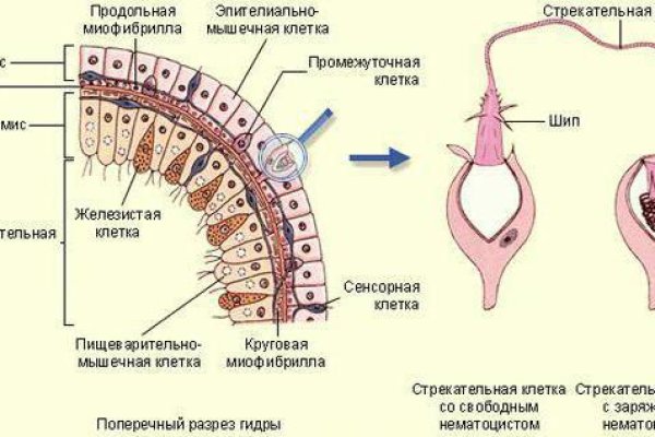 Kraken официальный