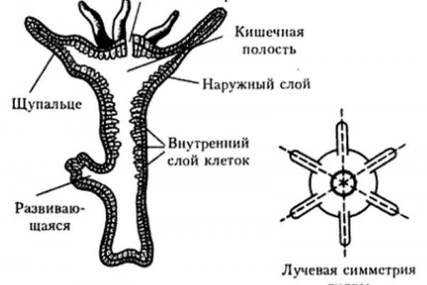 Mega сайт зеркала